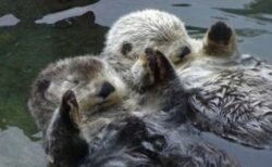 【はぐれないよう手を繋いで眠る】「ラッコが可愛い理由4つ」が話題