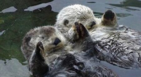 【はぐれないよう手を繋いで眠る】「ラッコが可愛い理由4つ」が話題