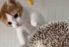 【生後3か月】触りたいけど触れない‥マンチカンの赤ちゃん、ハリネズミに興味津々ｗ