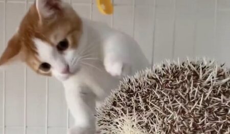 【生後3か月】触りたいけど触れない‥マンチカンの赤ちゃん、ハリネズミに興味津々ｗ