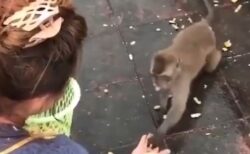 【ｗ】美女におやつもらった猿くん。去りぎわ豪快にずっこけてしまう！