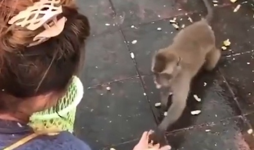 【w】美女におやつもらった猿くん。去りぎわ豪快にずっこけてしまう!