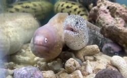 【動画】大あくびするウツボと、あくびがうつるウツボ、どっちも可愛いｗ