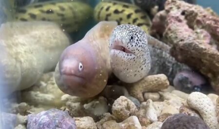 【動画】大あくびするウツボと、あくびがうつるウツボ、どっちも可愛いｗ