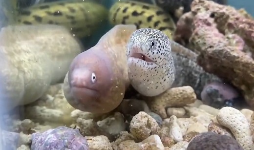 【動画】大あくびするウツボと、あくびがうつるウツボ、どっちも可愛いw