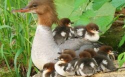 【ｗ】引っかかり動けなくなっているカモのヒナを助けてあげたら・・・