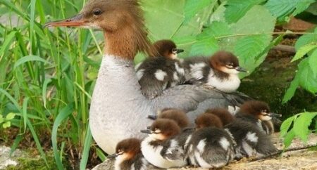 【ｗ】引っかかり動けなくなっているカモのヒナを助けてあげたら・・・