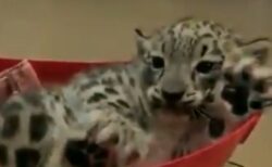 【かわいい】ユキヒョウ赤ちゃんの体重測定「完全に子猫！」「手が大きいｗ」
