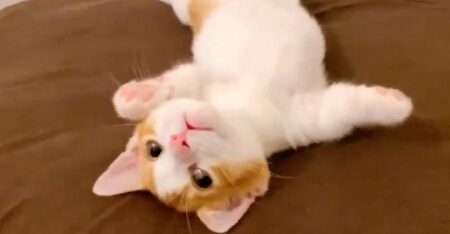 【生後3か月】数秒で寝落ちするマンチカンの赤ちゃん「しっぽが！」