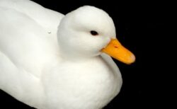 【！】もらったレタスが好きすぎて部屋じゅう走り回るアヒル、激しいｗｗｗｗ