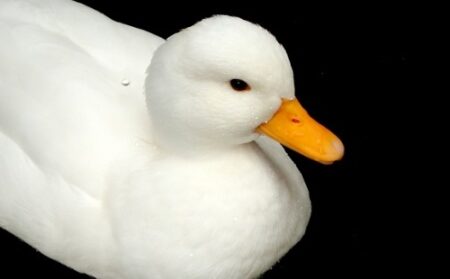 【！】もらったレタスが好きすぎて部屋じゅう走り回るアヒル、激しいｗｗｗｗ