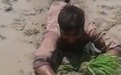 【ｗ】インドの斬新な田植え風景がこちら(･∀･)