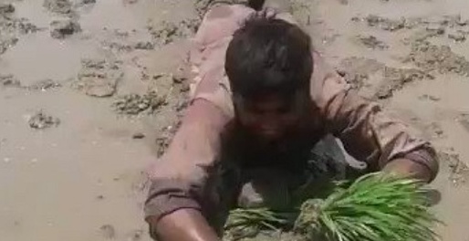 【w】インドの斬新な田植え風景がこちら(・∀・)