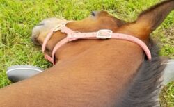 【足まくら】完全に野生感をなくした馬、幸せそう(･∀･)