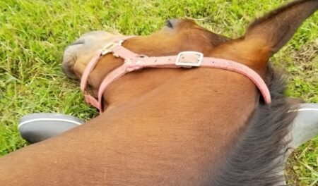 【足まくら】完全に野生感をなくした馬、幸せそう(･∀･)