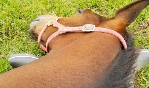 【足まくら】完全に野生感をなくした馬、幸せそう(・∀・)