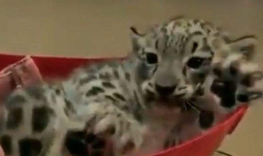 【かわいい】ユキヒョウ赤ちゃんの体重測定「完全に子猫!」「手が大きいw」