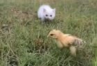 【ﾋﾟｮｺﾋﾟｮｺ】狙う子猫とかわしまくるひよこの動画が話題(･∀･)