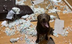 【大惨事ｗ】初めてサークル無しでお留守番してた犬、ご主人を出迎える表情が素敵すぎ