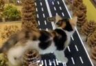 【ｗ】小さい街をうろうろする猫が話題「何回も見てる♪」