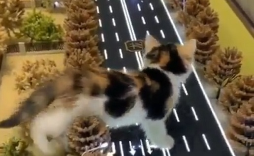 【w】小さい街をうろうろする猫が話題「何回も見てる♪」