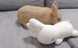 【･ｘ･】ミッフィーにくっつきたいうさぎｗ　カワイイｗ