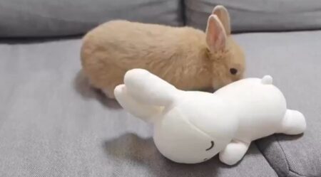 【･ｘ･】ミッフィーにくっつきたいうさぎｗ　カワイイｗ