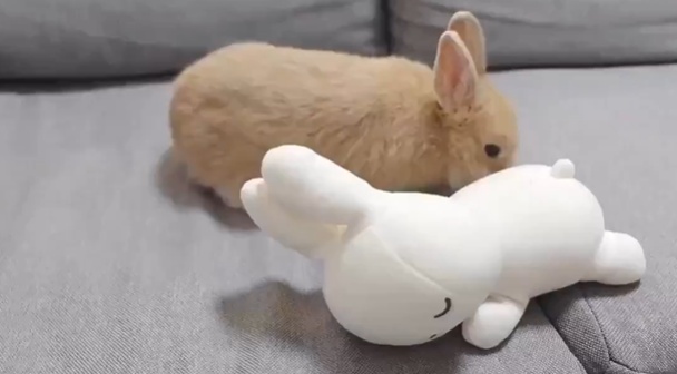 【・x・】ミッフィーにくっつきたいうさぎw カワイイw