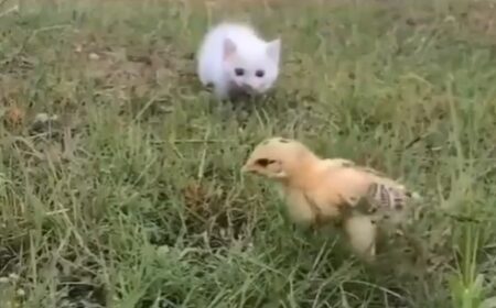 【ﾋﾟｮｺﾋﾟｮｺ】狙う子猫とかわしまくるひよこの動画が話題(･∀･)