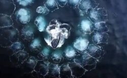 【神秘的】リーダーの合図でフィボナッチ数列のような泡のネットを作り一網打尽に魚を追い込む　クジラの漁が賢すぎる