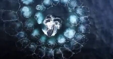 【神秘的】リーダーの合図でフィボナッチ数列のような泡のネットを作り一網打尽に魚を追い込む　クジラの漁が賢すぎる