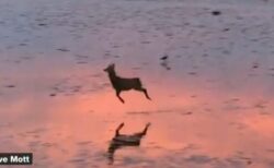 【ルンルン♪】肉食獣に狙われ、わざと飛び跳ねながら逃げる理由が可愛いすぎ