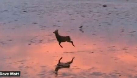 【ルンルン♪】肉食獣に狙われ、わざと飛び跳ねながら逃げる理由が可愛いすぎ