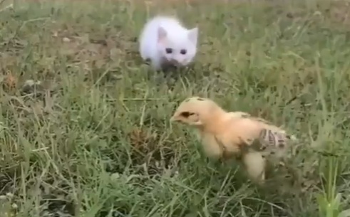 【ﾋﾟｮｺﾋﾟｮｺ】狙う子猫とかわしまくるひよこの動画が話題(･∀･)