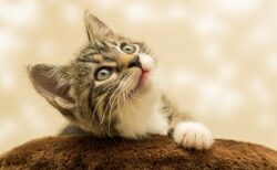 【ｗ】ネズミのおもちゃを発見した子猫の反応が話題「うろたえすぎ(笑」