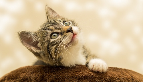 【ｗ】ネズミのおもちゃを発見した子猫の反応が話題「うろたえすぎ(笑」