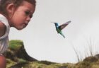 世界最小の鳥、ハチドリが子育てしている場面　激レア動画が話題、めちゃ可愛い！