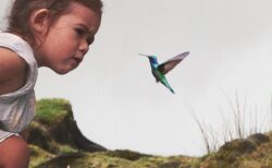 世界最小の鳥、ハチドリが子育てしている場面　激レア動画が話題、めちゃ可愛い！