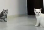 大ジャンプでボールキャッチする猫と、あわあわしちゃう猫ｗ　どっちも可愛いｗ