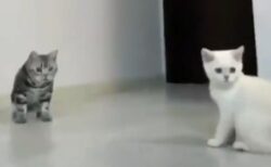 大ジャンプでボールキャッチする猫と、あわあわしちゃう猫ｗ　どっちも可愛いｗ