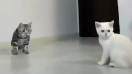 大ジャンプでボールキャッチする猫と、あわあわしちゃう猫ｗ　どっちも可愛いｗ