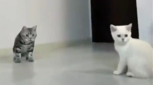 大ジャンプでボールキャッチする猫と、あわあわしちゃう猫ｗ　どっちも可愛いｗ