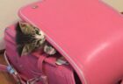 【表情ｗ】ランドセルにすっぽり入って出てこない猫ちゃんが可愛い(･∀･)