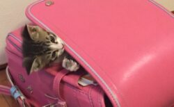 【表情ｗ】ランドセルにすっぽり入って出てこない猫ちゃんが可愛い(･∀･)