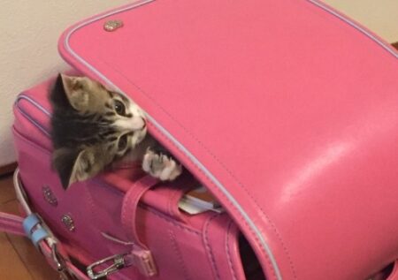 【表情ｗ】ランドセルにすっぽり入って出てこない猫ちゃんが可愛い(･∀･)