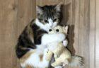 【賢】お腹すくと皿の前にぬいぐるみを運んだり‥猫の要求の伝え方が愛しすぎるｗ