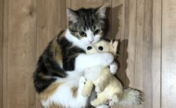 【賢】お腹すくと皿の前にぬいぐるみを運んだり‥猫の要求の伝え方が愛しすぎるｗ