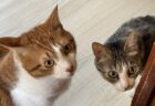 【動画】愛しすぎるおばかな猫ちゃんが話題「最後が特にかわいいｗ」