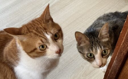 【動画】愛しすぎるおばかな猫ちゃんが話題「最後が特にかわいいｗ」
