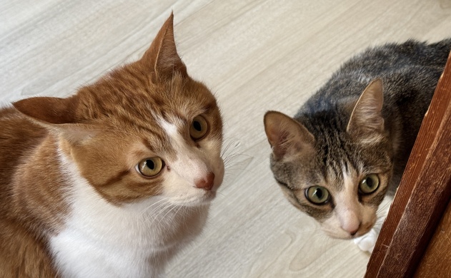 【動画】愛しすぎるおばかな猫ちゃんが話題「最後が特にかわいいｗ」